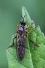 Dioctria rufipes